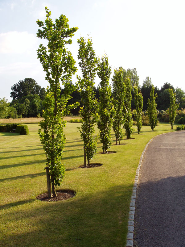 Private Garden, Surrey, image 14